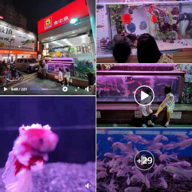 魚中魚-板橋文化店 